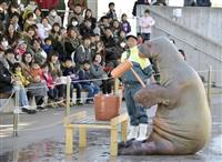 セイウチが新年の準備？ 八景島シーパラダイス、５００キロの巨体で「餅つき」