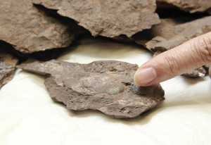 恐竜か鳥類か…卵の化石４個、完全な形で発見 2016年01月08日 22時30分