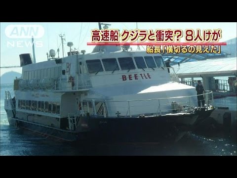 高速船が海洋生物？と衝突、８人けが 釜山発博多行き