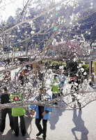 熱海 紅白に咲く梅まつり 2016年01月10日