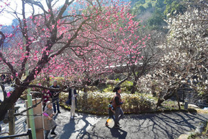 急ぎ足の春 熱海梅園でまつり開幕