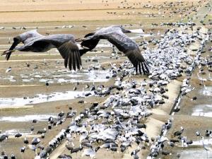 ツル最多、１万７００５羽…鹿児島・出水市 2016年01月11日 15時23分