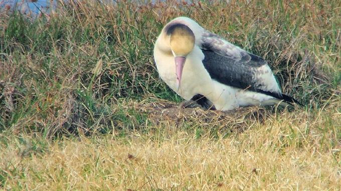 小笠原諸島、アホウドリひな確認