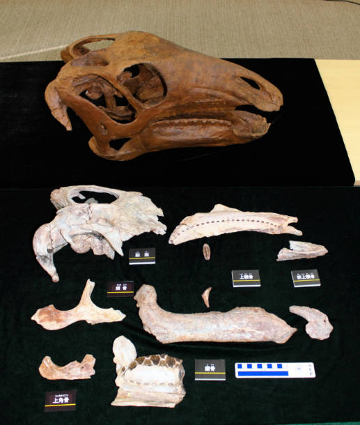 新種のイグアノドン類の化石発見 タイで福井県立大