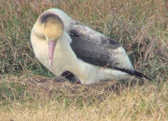 繁殖に初成功 小笠原諸島の聟島