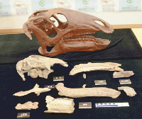 タイにイグアノドン新種 2016年01月16日