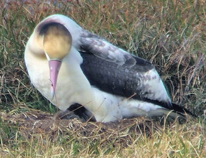 繁殖地づくり 小笠原・聟島 アホウドリのひな初確認