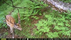 植物、地形でシカの数予測 - 食害防止へ新技術
