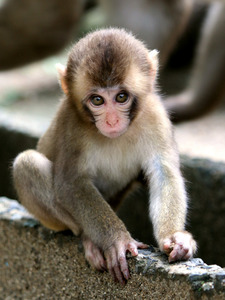 シャーロット、断トツで「女王」に 高崎山のサル総選挙