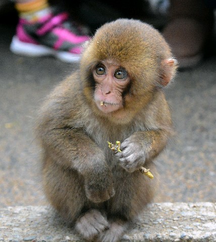 「シャーロット」が圧勝 雄は端正な顔立ち「ムサシ」 高崎山、ダブル総選挙