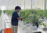 「南相馬トマト」3月にも食べ頃 2016年01月21日