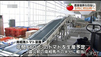 3月初出荷へ 南相馬市にトマト菜園開所(福島県)