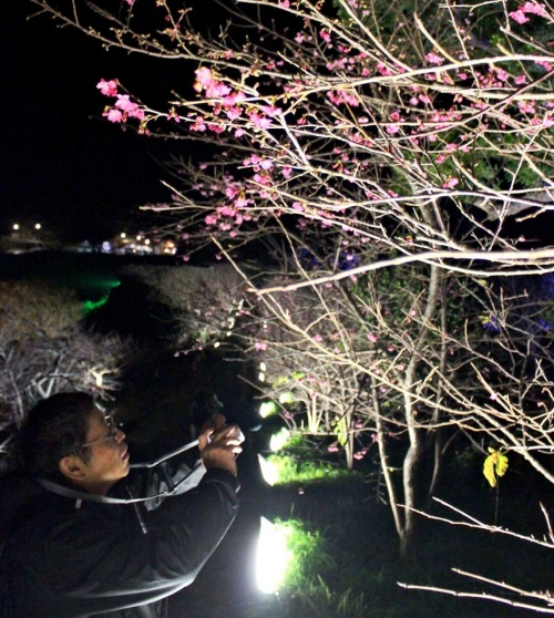 桜まつり:本部、今帰仁で日本一早く開幕 寒空彩るサクラ色 ／沖縄