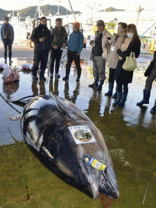 漁協発足以来の超大物、４１７キロのクロマグロ 2016年01月24日 19時14分