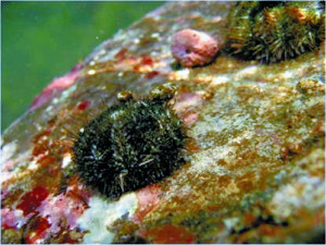 激減のウニ、意外とえり好み?…好きな海藻特定 2016年01月24日 20時34分