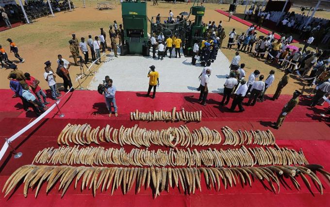 来世祈り、密輸象牙処分 スリランカでゾウ悼む