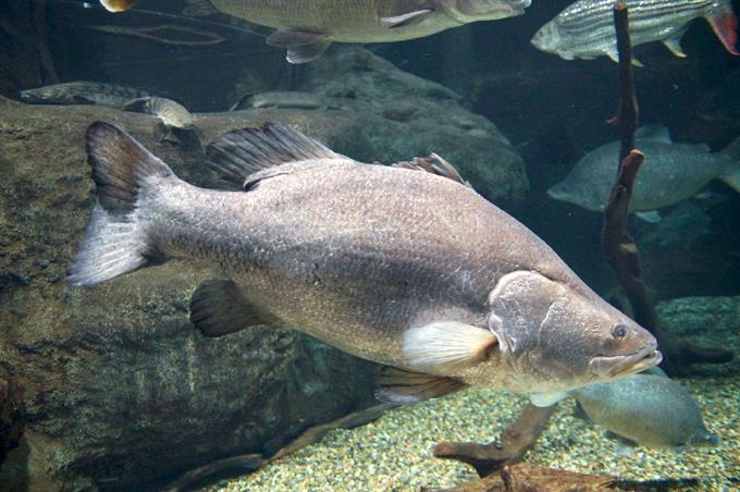巨大魚ナイルパーチを指定 映画で有名、特定外来種に