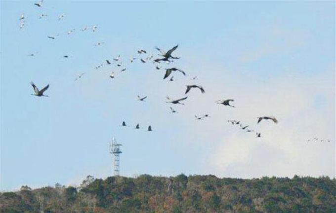 ツルの北帰行、始まる 越冬地の鹿児島・出水平野