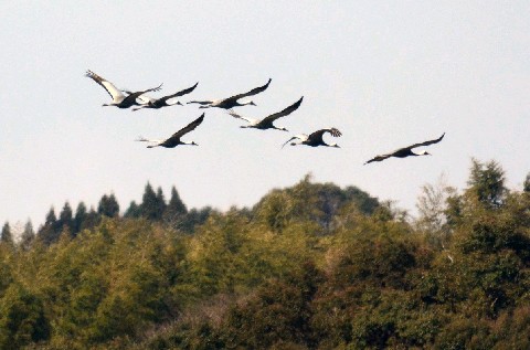 ツルの北帰行始まる、例年より一足早いスタート