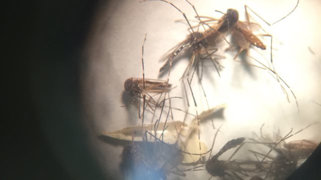 性的接触によるジカ熱感染例を確認 米テキサス州