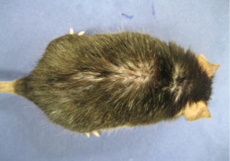 毛穴の小器官が消失＝高齢化で脱毛、仕組み解明—必須物質も発見・東京医科歯科大