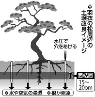 羽衣の松、年度内に土壌改良 状態注視し効果検証 静岡