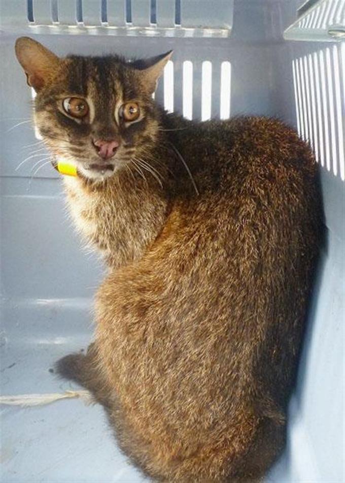 沖縄・西表島 島全体を国立公園に 環境省