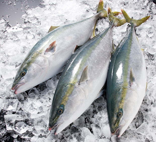 天変地異!? 高級魚「ひみ寒ぶり」激減の“不可思議”