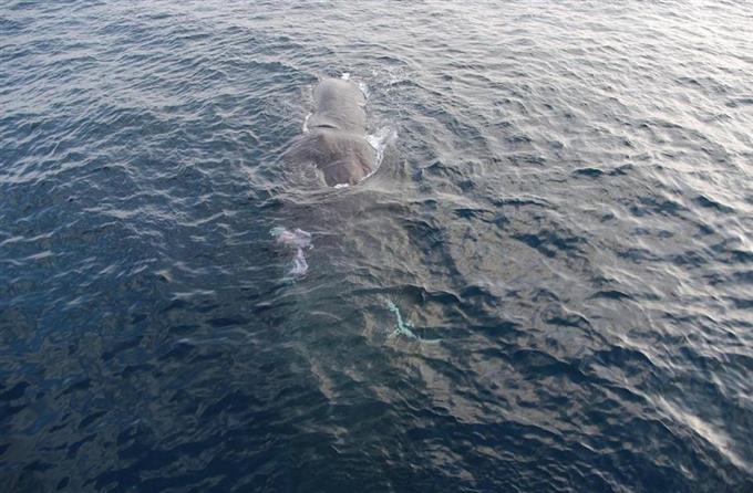 「現場、クジラの通り道」 乗員２人軽傷