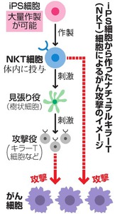 がん攻撃促す細胞、ｉＰＳから作製 京大グループが成功