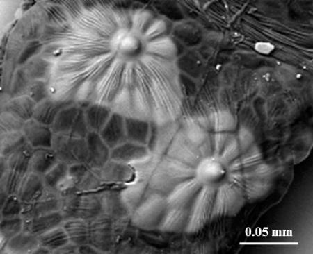 クワの葉から「植物の宝石」発見 女子高生が国際専門誌に論文