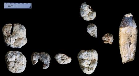 エチオピアで発見の歯の化石 ８００万年前と判明
