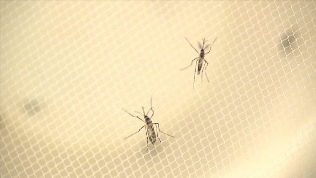ジカ熱で視覚障害の可能性も、新生児全員に検査を勧告