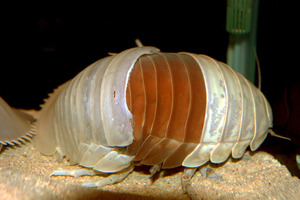 ダイオウグソクムシの脱皮を確認 鳥羽水族館、国内で初