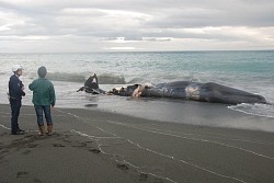 <クジラの死骸>小田原の海岸に 高速船と衝突、漂着か