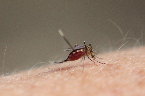 ジカ熱、15日から診断報告義務 検疫所で検査可能に