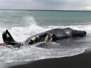 小田原にマッコウクジラが漂着…高速船と衝突か 2016年02月14日 10時28分