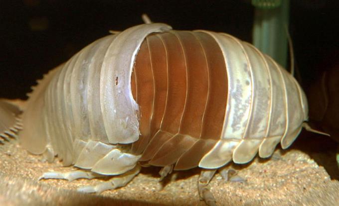 脱皮した! 鳥羽水族館初めて確認