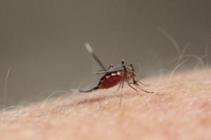 中南米で拡大するジカ熱 日本での感染拡大は？