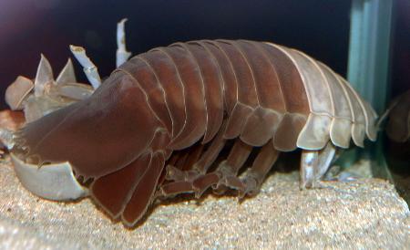 世界初!?ダイオウグソクムシ 脱皮確認