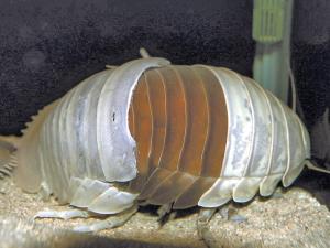 ダイオウグソクムシ脱皮、鳥羽水族館が動画撮影 2016年02月15日 08時06分