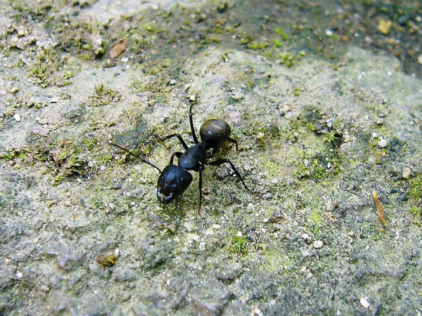 集団存続に貢献 勤勉アリの「交代要員」 北大など確認