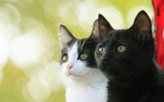 風間俊介、猫をつかめず3時間越えの撮影秘話を明かす