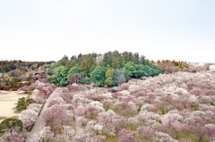 梅の花が咲き誇る水戸の偕楽園で春を先取り