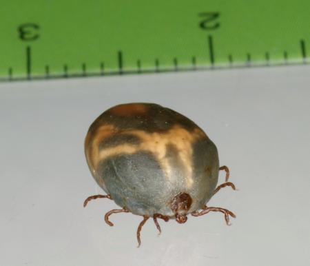 インフル治療薬アビガン、マダニ感染症に有効 厚労省研究班