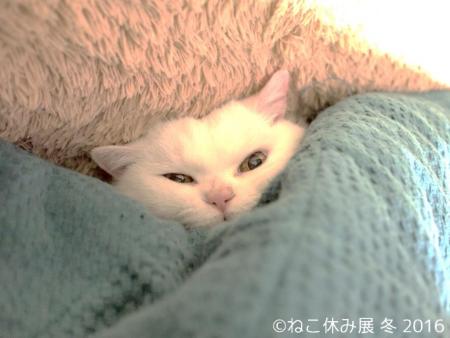 “ネコノミクス”がメディアを席巻 空前の猫ブーム到来のワケとは？