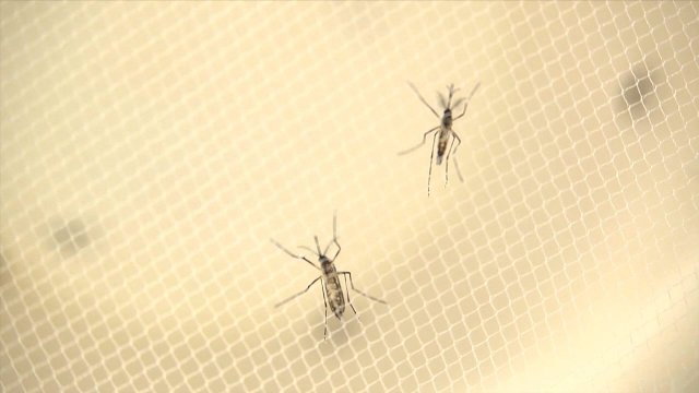 米 女性14人、性的接触でジカ熱感染か