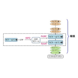 筋ジストロフィー発症の仕組み解明…神戸大など 2016年02月26日