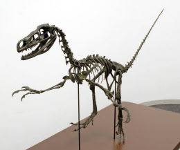 福井の恐竜は新種 07年発見、鳥への進化解明に期待