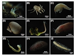 クジラの骨に群がった生物